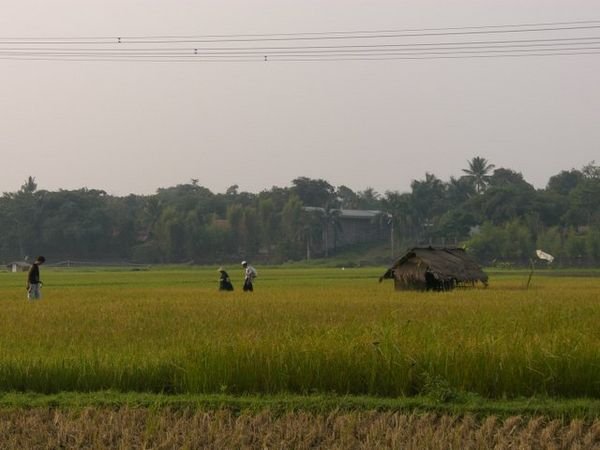 the rice fields