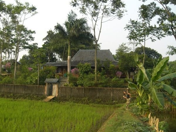 the house from the rice field
