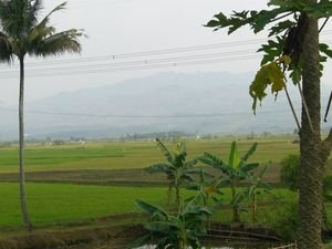 rice fields again