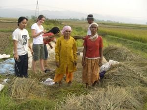 'helping' to harvest the rice