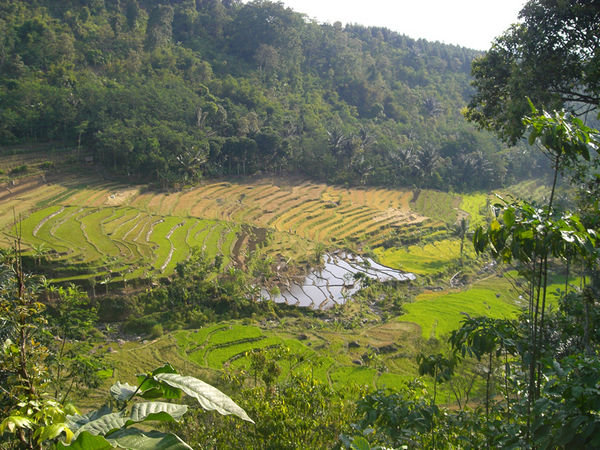 view of rice fields