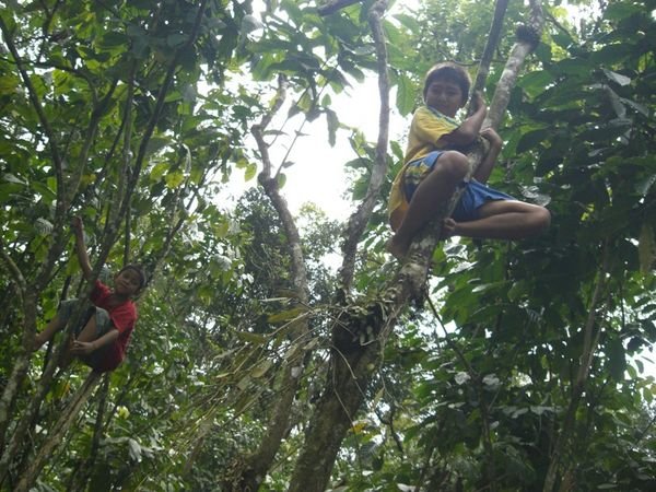 Widi's sons climbing trees