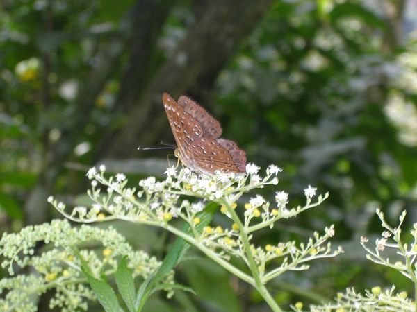 a pretty butterfly