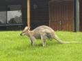 another wallaby