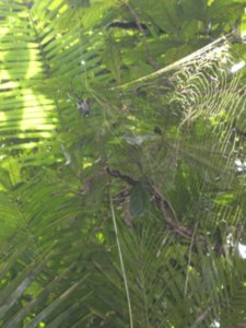 another lovely spider and web