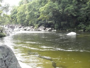 a Mossman gorge creek