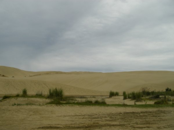 the sand dunes at the top of 90 mile beach