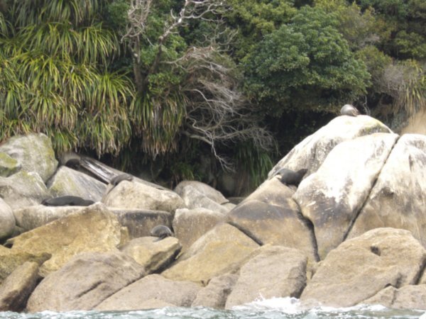 some seals we Kayaked to in the NP Marine Reerve