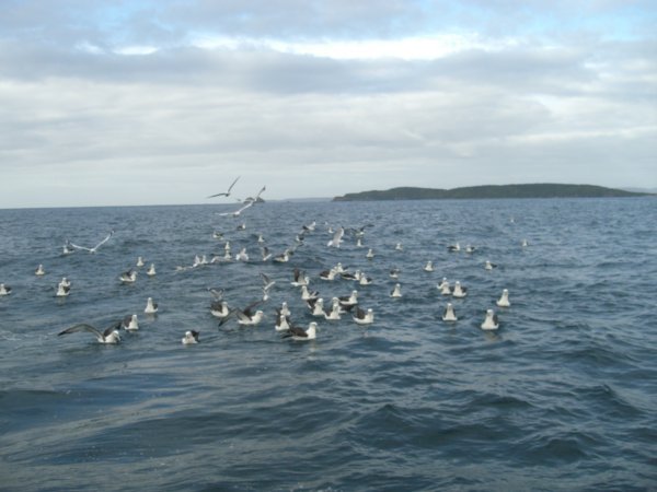 we had quite a few birds following our fishing trip.. (mollymaks)