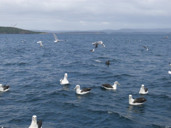 the whiter faced one is a Royal Albatross