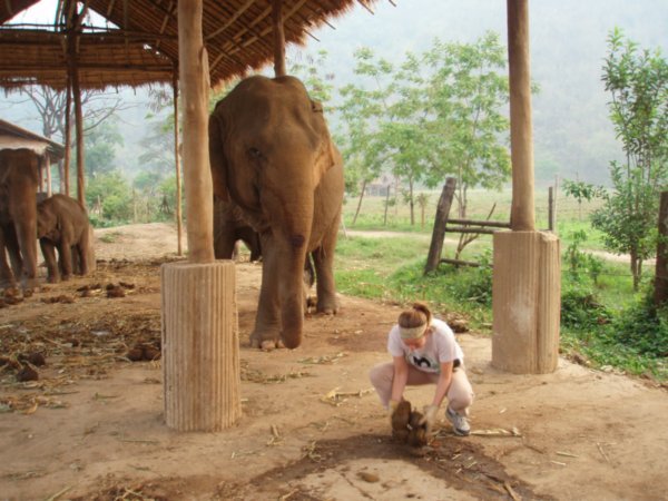 Picking up elephant poo