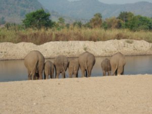 Elephant Butts