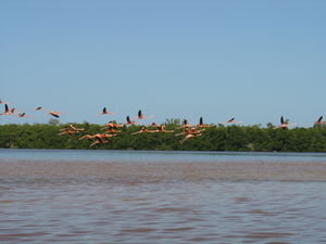 Flamingos in Flight