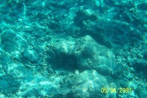 Coral Reef Of The Keys !