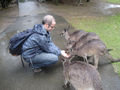 Feeding Kangaroos, Australia Zoo