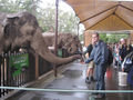 Elephants, Australia Zoo