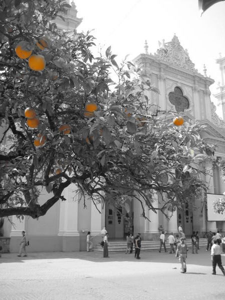 Orange tree outside the Church
