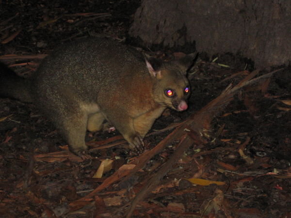 Jervis Bay possum
