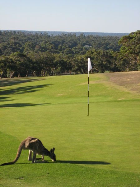 Kangaroo Golf