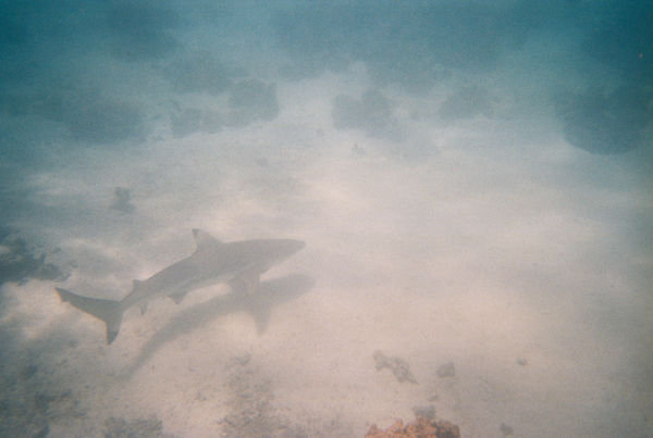 Snorkling with the black tipped reef shark