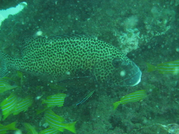 Spotted Cod