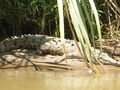 A hungry looking crocodile