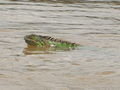 An iguana having a swim