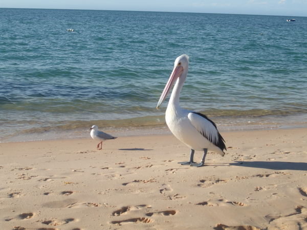 The friendly pelican, Shark Bay