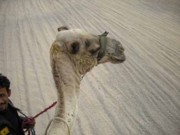 hello camel
