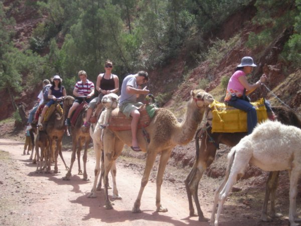 never get enough of em camel rides!