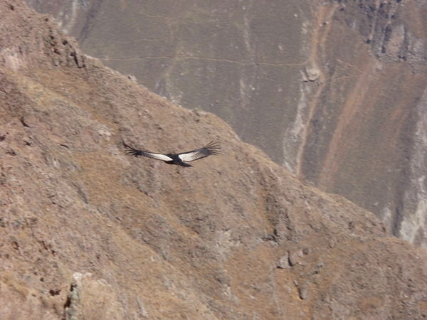 The Condor in flight!