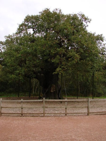 800 year old Oak