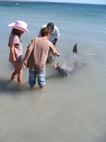 feeding a dolphin  !