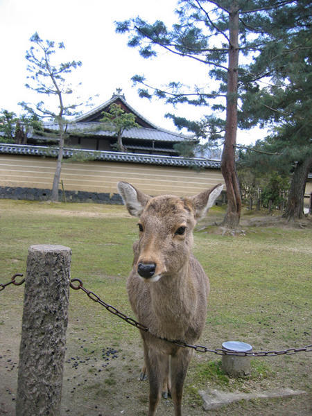 Another Nara Deer