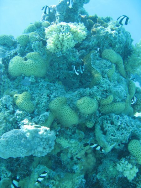 More coral!