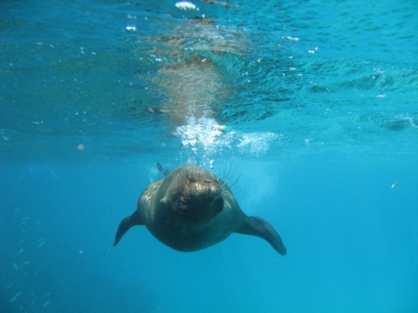 Underwater sea lion