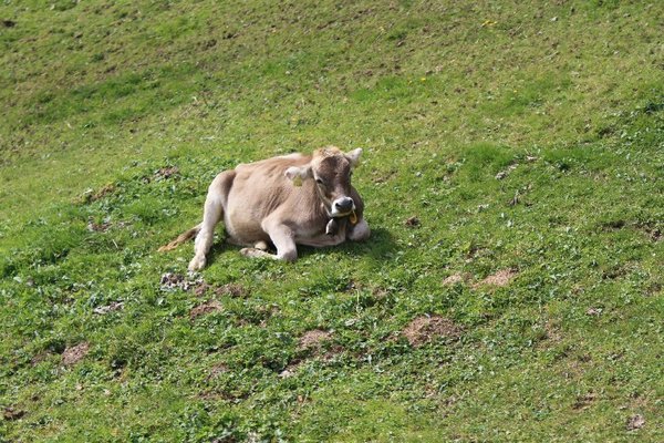 Swiss cow!!