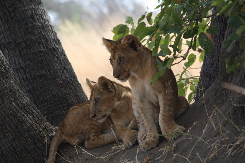 Cute little lion cubs!!