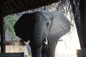 Elephant that came to breakfast