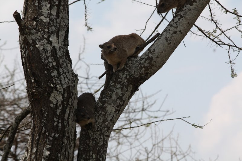 Tree hyrax