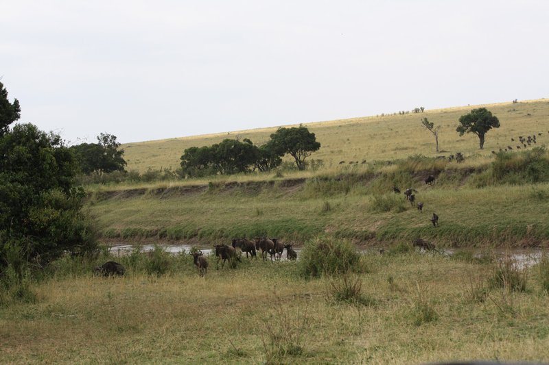 Wildebeest crossing a creek!