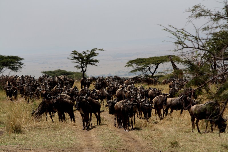 Many many wildebeest