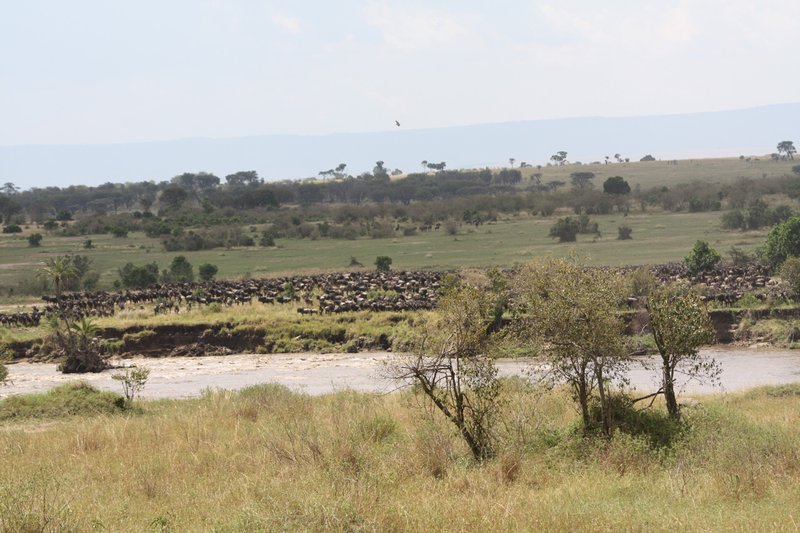 Wildebeest contemplating crossing the Mara River