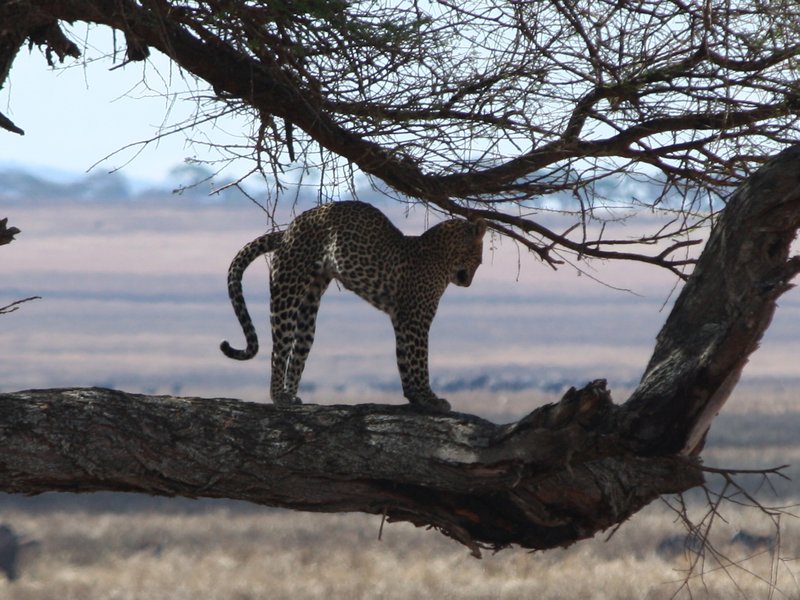 Leopard stretching