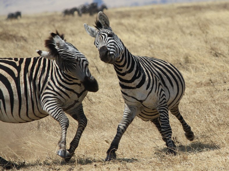 Zebra fight!