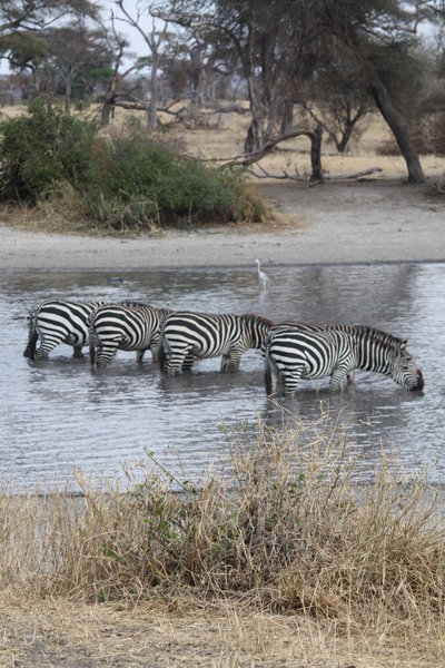 Zebras drinking/swimming