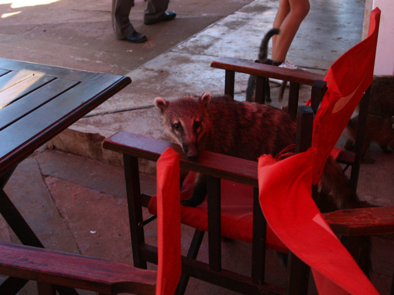 Coati sitting down to lunch
