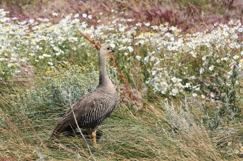 Patagonian Goose