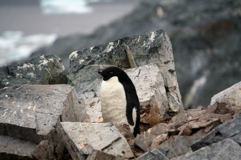 The lone Adellie penguin hiding in amongst the Gentoo penguins
