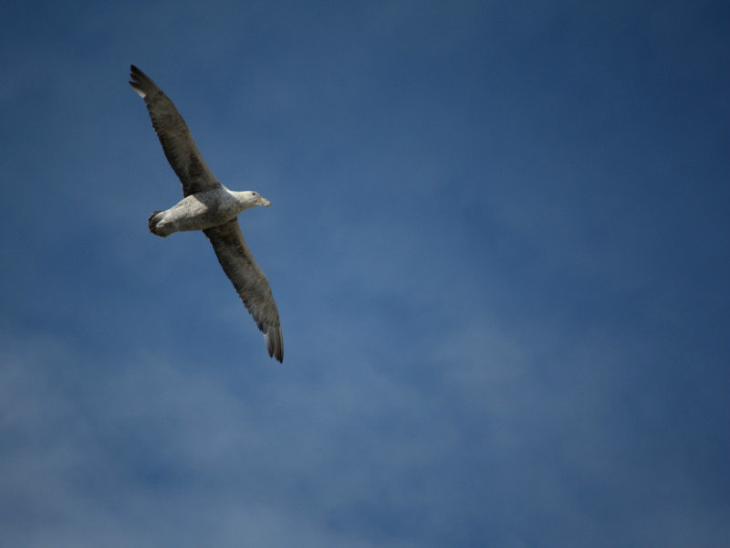 Bird in the South Shetlands (petrel?!)